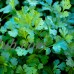 Slow Bolt Cilantro Herb Seeds: 1 Lb - Non-GMO Micro Greens & Herbal Gardening Seeds   566877668